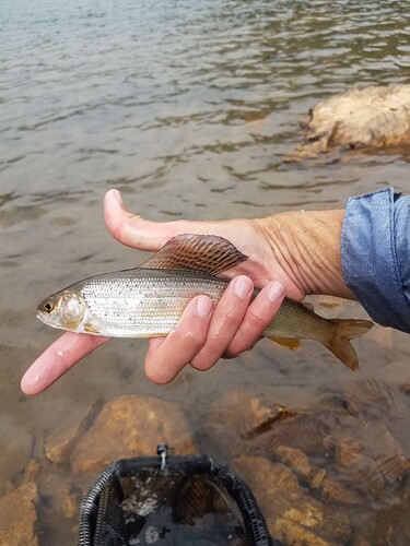 1grayling