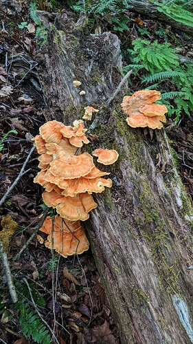 IMG_20180528_152634