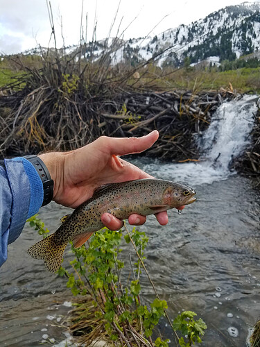 cutthroat1