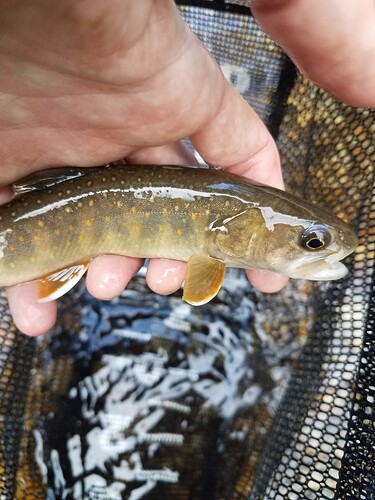 2bulltrout