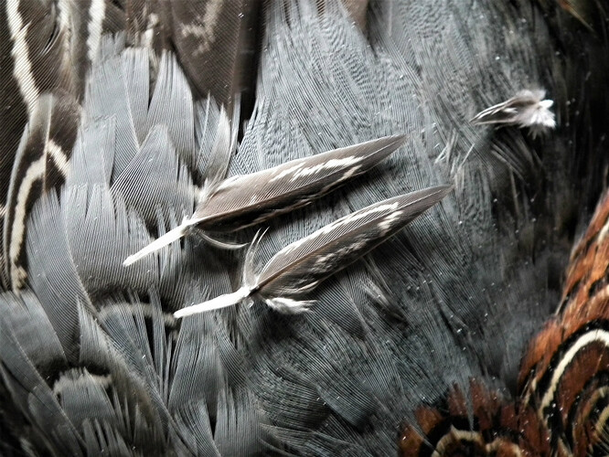 dscf4978