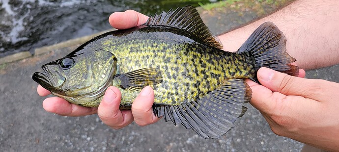 black crappie