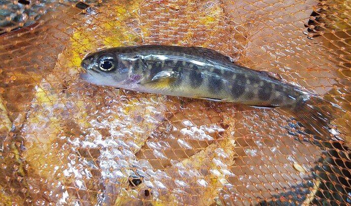 smallbrookie