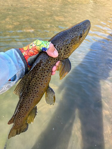 Best Driftless Brown