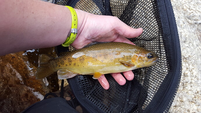 First Gila Trout