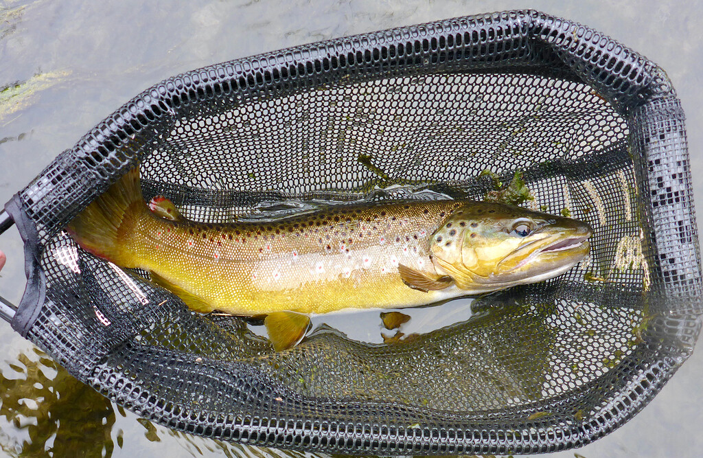 ロッド Igurei Cuttlass fish TENYA CFT-66M-B Nissin Fujiryu Tenkara 6:4 - 330 - Rods - 10 Colors Tenkara