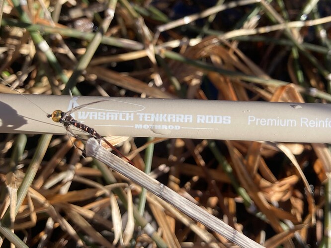 2026Jan14_2_BeadheadPheasantTailSoftHackle