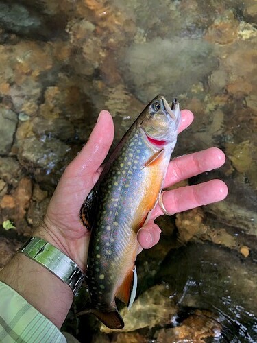 brookie%2061519