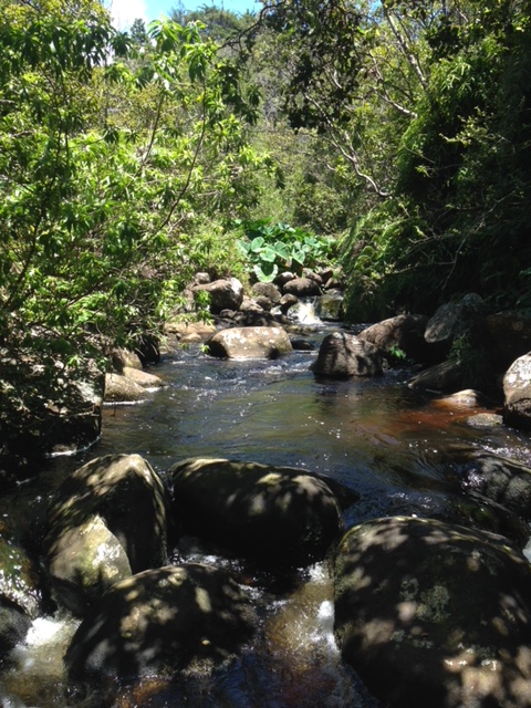 tenkara-fisher: Kauai Trout